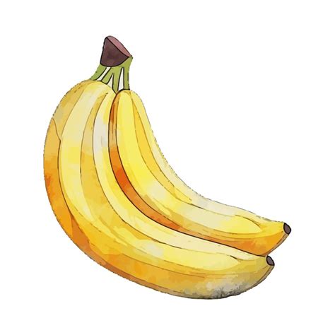 Ilustra O Vetorial De Aquarela De Banana Vetor Premium