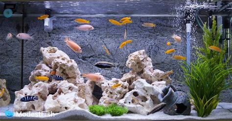 Best Unique & Creative Aquarium Decorations For Your Tank