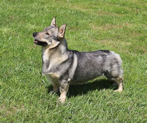 Chien Elevage Des coeurs d alène eleveur de chiens Vallhund suédois