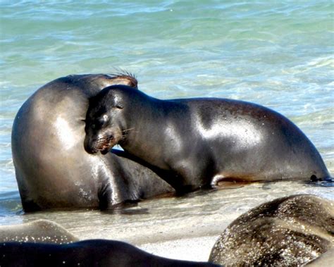 Galápagos Sea Lion – "OCEAN TREASURES" Memorial Library