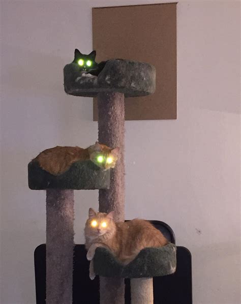 524 best Laser Cat images on Pholder | Laser Eyed Cats, Cats and Pics