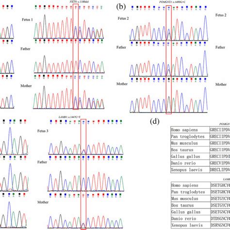 Sequencing Chromatograms And Multiple Sequence Alignment A Compound