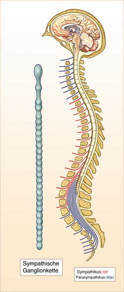 Das Vegetative Nervensystem