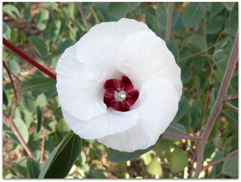 Snap Happy Online Two Aussie Floral Emblems