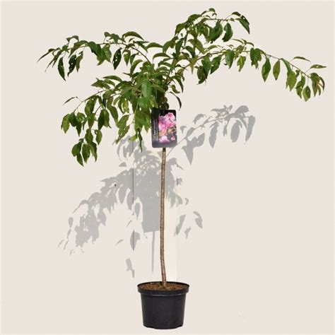 Buy Prunus Flowering Cherry Trees Online Gardenersdream