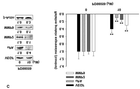 Effects Of Nuclear Factor ĸb Nf ĸb Inhibitor Extracellular Download Scientific Diagram