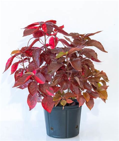 Acalypha Wilkesiana, Copper Leaf - Plantshop