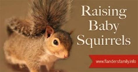 Baby Squirrel Feeding Chart - Chart Examples