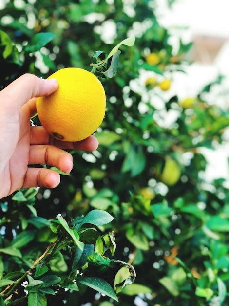 Premium Photo Cropped Image Of Hand Holding Fruit