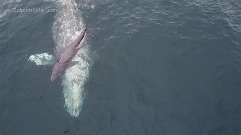 'We were right there when it happened': Whale gives birth on video in ...