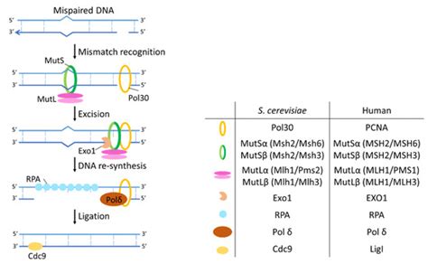 Ijms Free Full Text Saccharomyces Cerevisiae As A Model System For