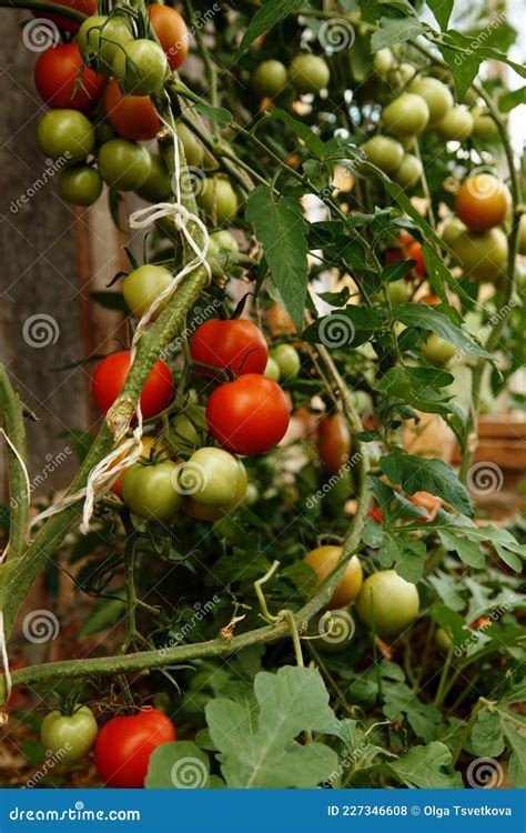 Red And Green Tomato Fruits On Green Stems In Greenhouse Stock Photo