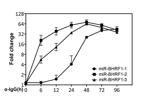 The Epstein Barr Virus MiR BHRF1 1 Targets RNF4 During Productive