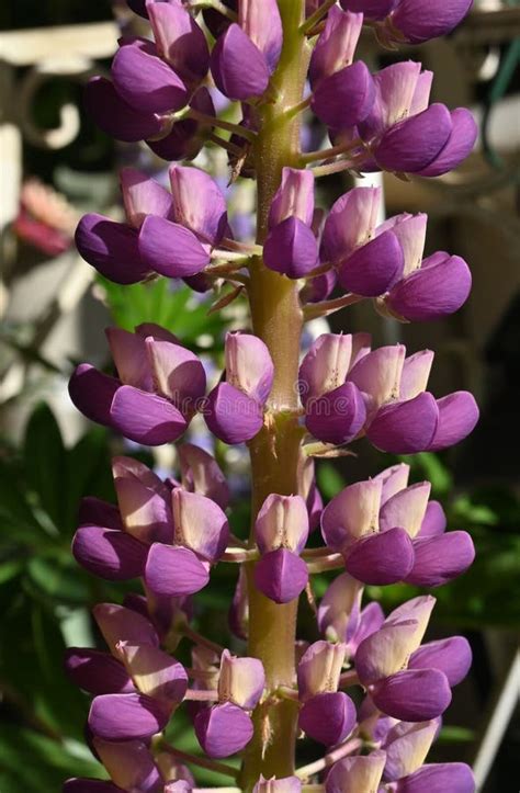 Lupin Lupinus Flowers Stock Photo Image Of Lupin 275017246