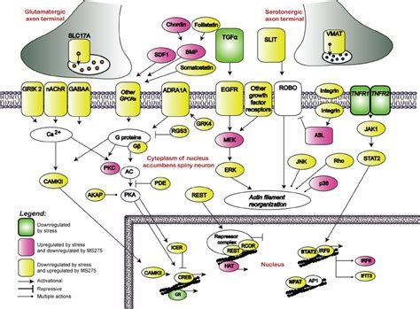 Molecular Pathway Analysis Of Genes Regulated In The Nac By The Hdac