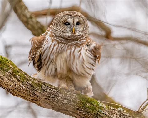 Barred Owl Perched 6 Photograph By Morris Finkelstein Fine Art America