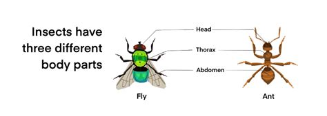 Insects, Symmetry and Fluttering Wings - Esplora