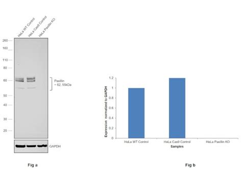 Paxillin Polyclonal Antibody (PA5-78142) 