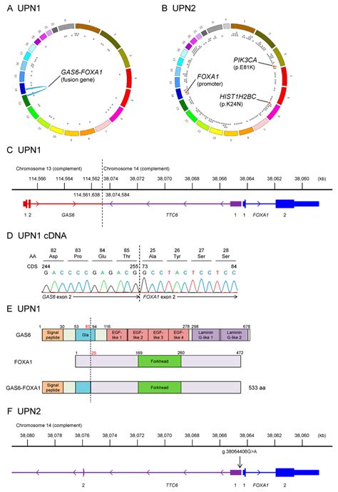 Foxa1 Activating Mutations In Extramammary Pagets Disease Empd