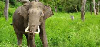 Best Haryana Wildlife Sanctuaries & National Parks