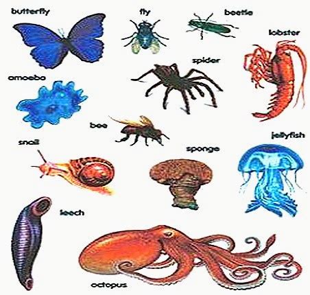 Examples Of Invertebrates