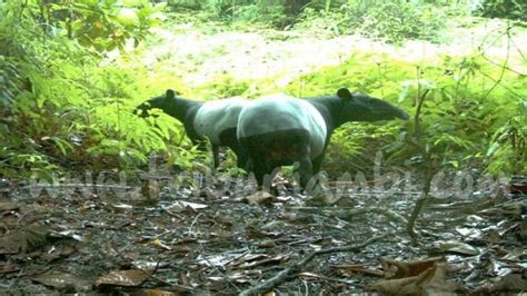 Inilah Jenis Satwa Yang Menghuni Hutan Harapan Spesiesnya Lebih Dari