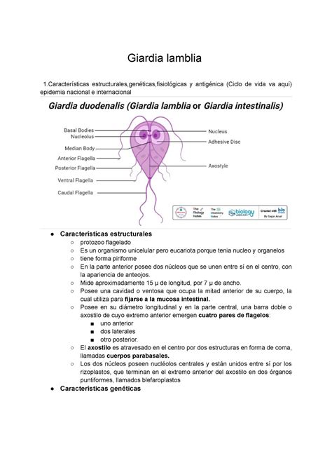 Parásito Zzzzzzzzzzzzzz Giardia Lamblia 1ísticas Estructuralesgenéticasfisiológicas Y