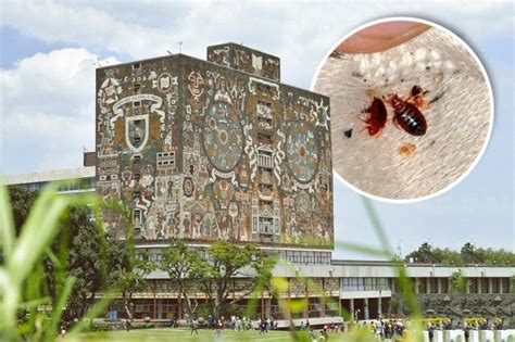 Chinches En La Unam Plaga Obliga A Alumnos A Tomar Clases Virtuales