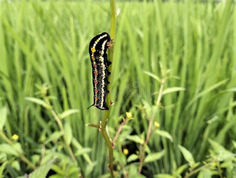 Caterpillar Pests Attack Flower Plants in the Yard ? Stock Photo ...