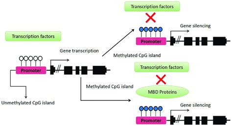 How Dna Methylation Regulates Transcription Download Scientific Diagram