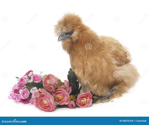 Brown Silkie Chicken Stock Photo | CartoonDealer.com #62148606