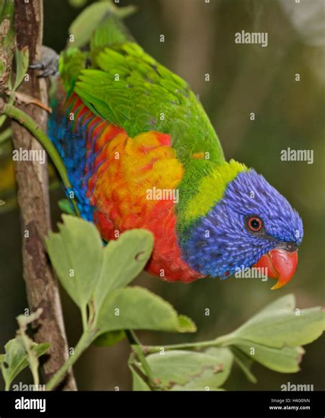 Australian Bird Australian Wild Life Rainbow Lorikeet Hi Res Stock