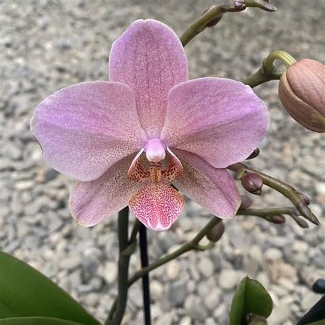 Phalaenopsis Orchid Care Orchids Treviso Secret Garden Beautiful