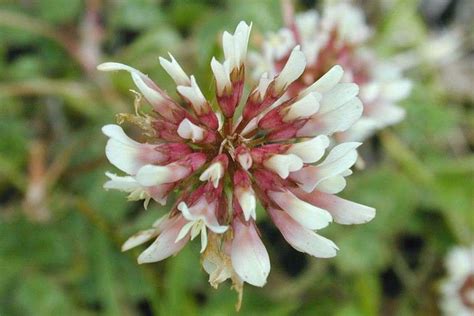 Trifolium Repens