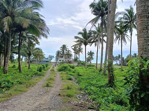 Agricultural Farm In Baler Aurora Few Meters From Beach Lots