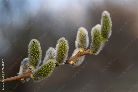 Salix Caprea Goat Willow Also Known As The Pussy Willow Or Great