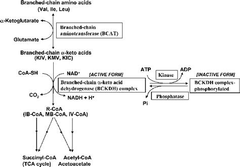 The BCAA Catabolic Pathway Which Occurs Within Mitochondria Includes