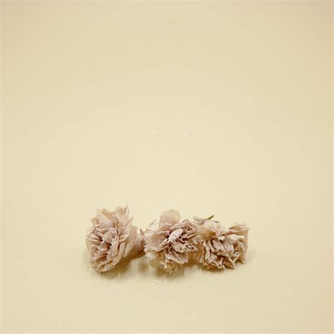 Preserved Flower Mini Carnation Hazelnut - Etsy