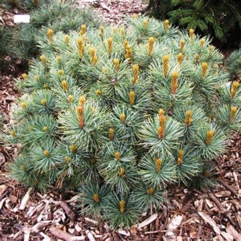 Итальянская сосна Пиния: выращивание и уход, морозостойкость