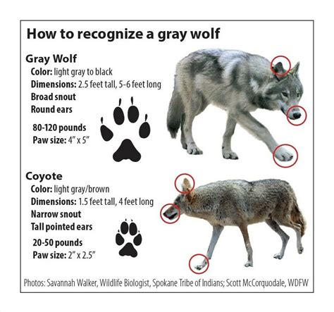 Timber Wolf Canis Lupus Sololobos