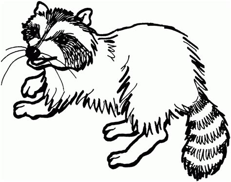 Realistic Raccoon Coloring Pages Coloring Pages