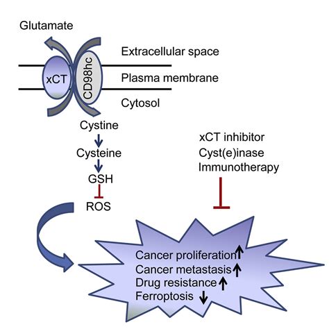 XCT A Critical Molecule That Links Cancer Metabolism To Redox