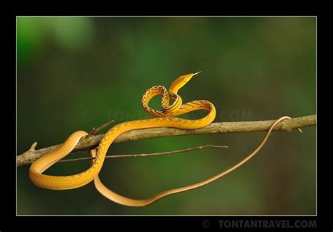 Oriental Vine Snake Oriental Vine Snake Or Whip Snake Ora Flickr