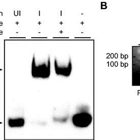 Sox Expression Activates Crmp Promoter A Schematic Representation Of