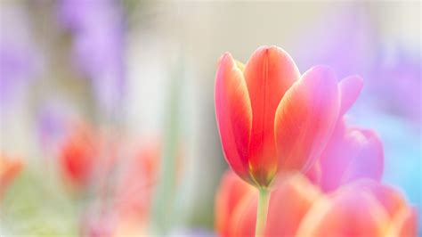 15+ Wallpaper Bunga Tulip Hd - Galeri Bunga HD