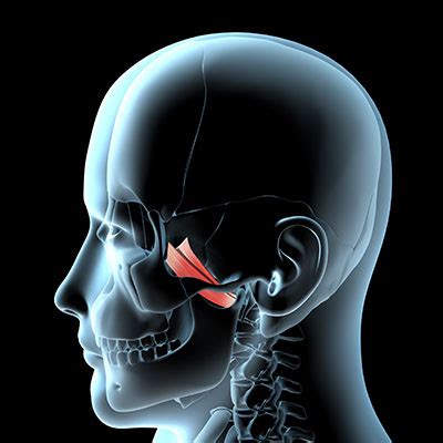 işkence Hassaslaştırma Arama motoru optimizasyonu m pterygoideus