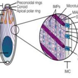 A model apicomplexan, illustrating the structural features. | Download ...