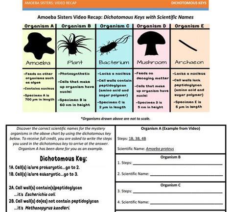 Amoeba Sisters Nature Of Science Answer Key Pdf