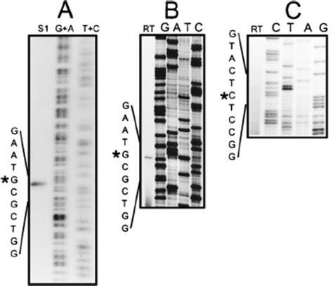 Mapping Of The Transcription Start Points For Whiep1 And Whiep2 A Download Scientific