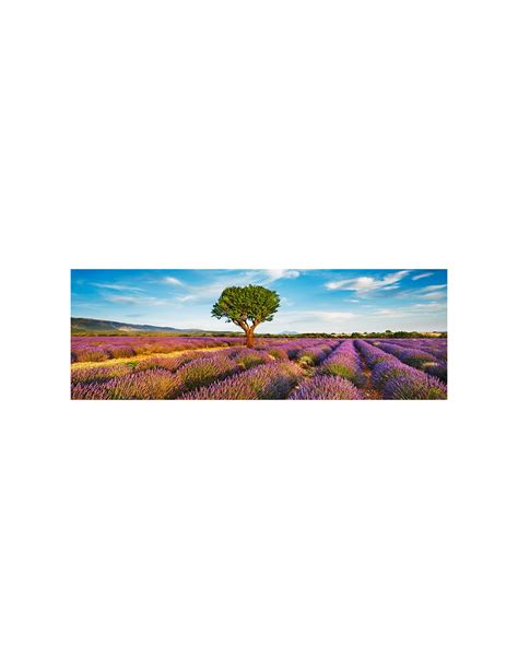 Lavender Field And Almond Tree Provence France